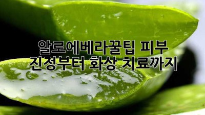 알로에베라🌵꿀팁: 피부 진정부터 화상 치료까지!